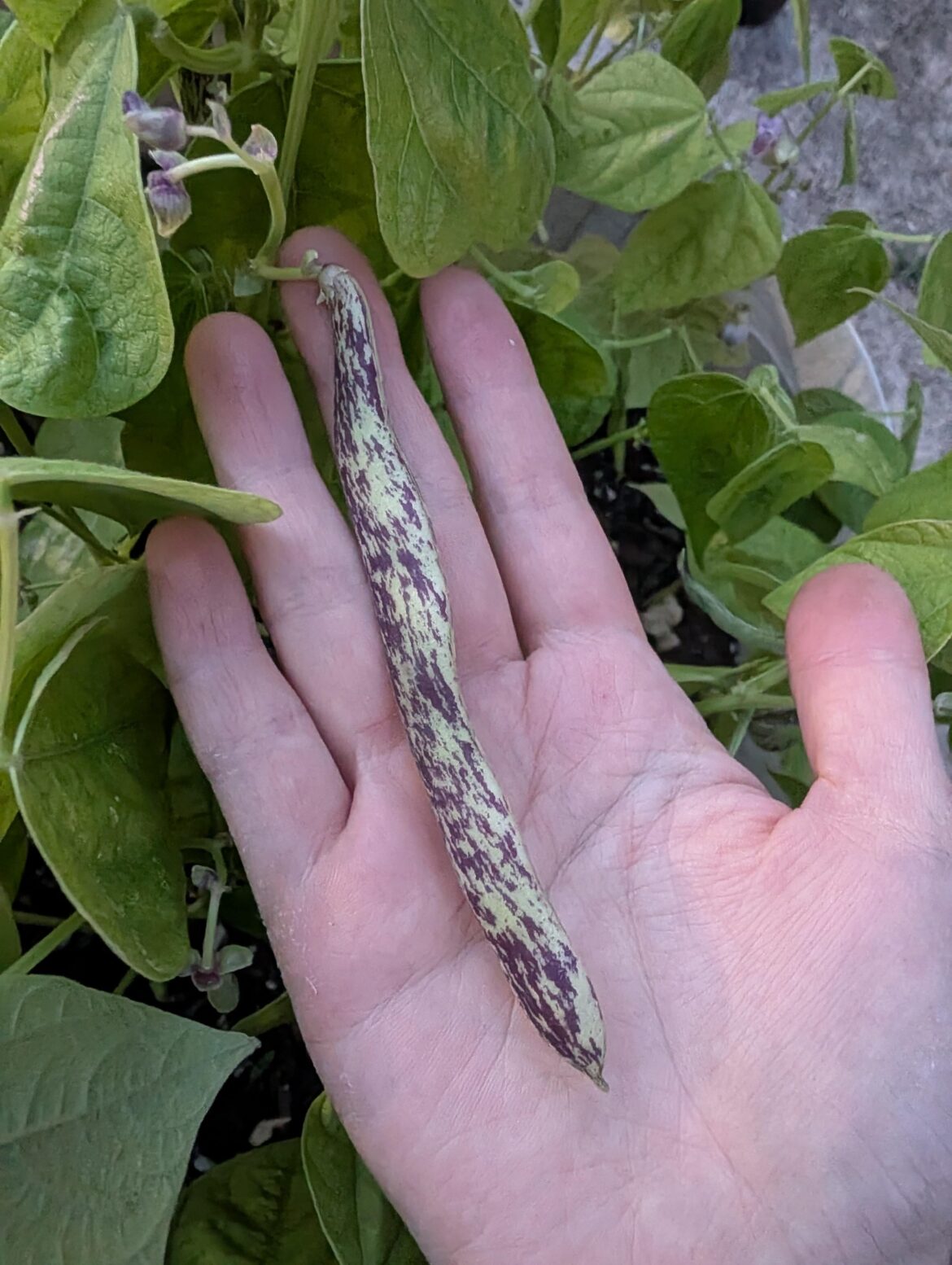 Is this a good size to harvest? Or should I let them go longer? (Dragon Tongue)