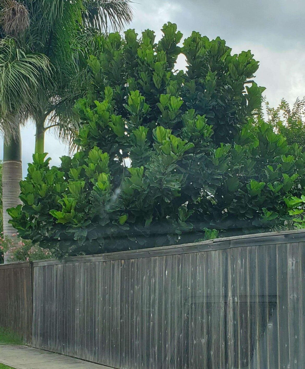 Giant fiddle leaf fig in the wild spotted in my neighborhood