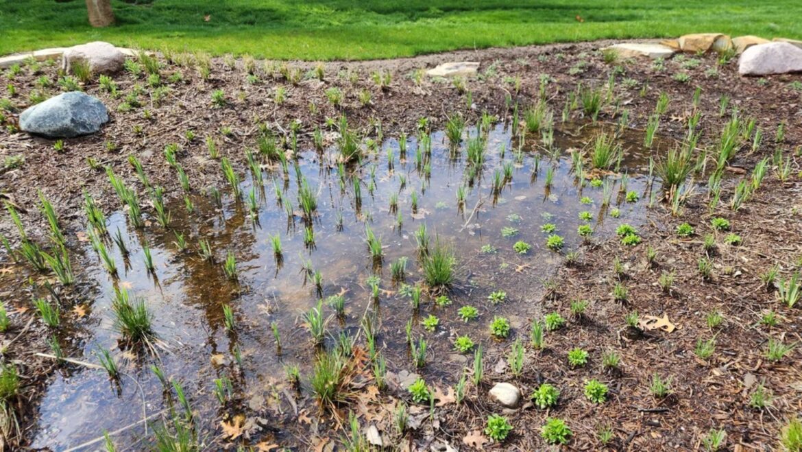 Before-and-after photos show what a gorgeous rain garden should look like A small wetland area with emerging grass and plants surrounded by soil and stones.
