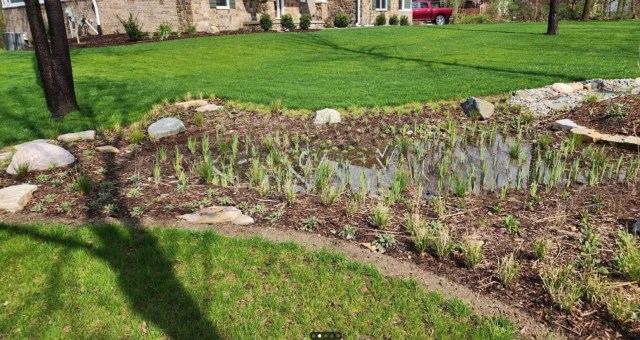A developing rain garden with grass and plants emerging from brown mulch, with water pooled in center. 