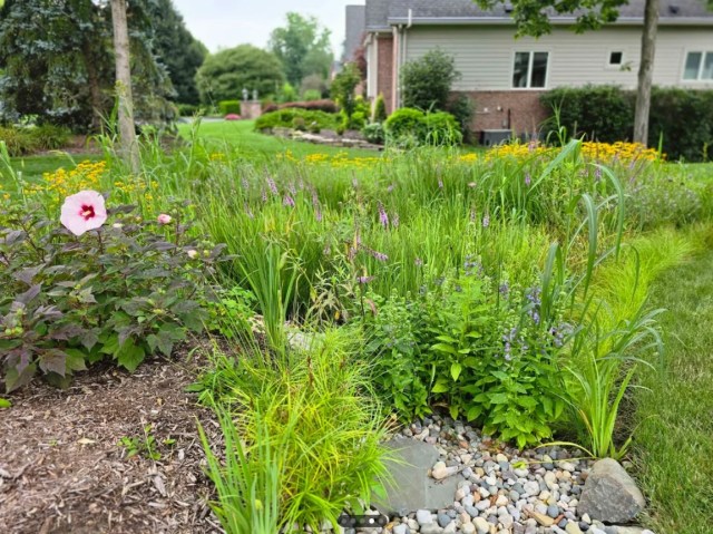 A fully bloomed rain garden with tall grasses and bright flowers. 