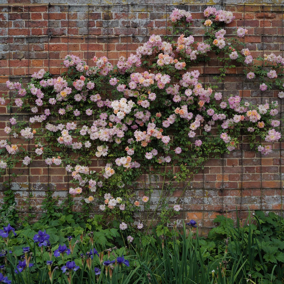 Multicoloured rambling rose in bloom rambling rose phyllis bide in bloom, against red stone wall and greenery with blue flowers