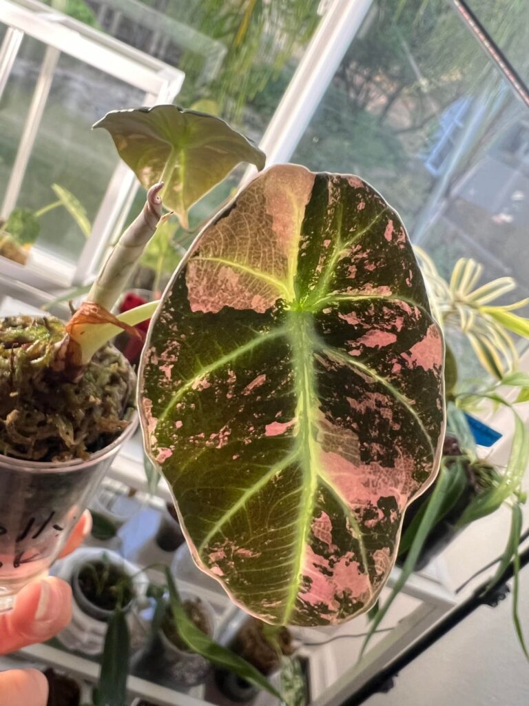 A. Pink Black Velvet