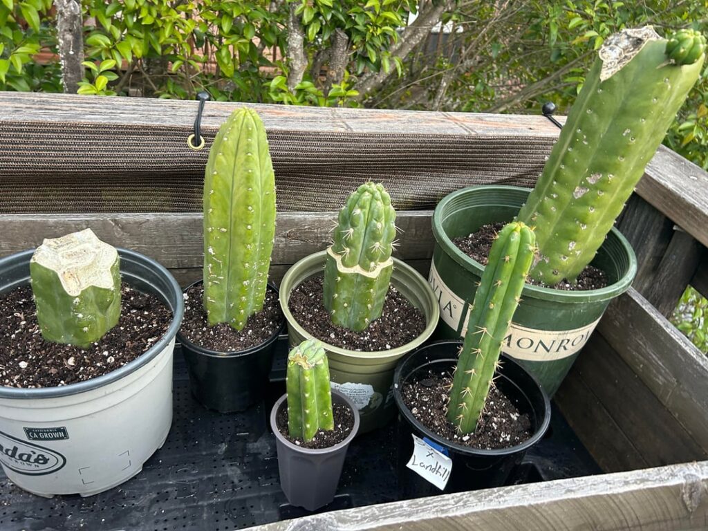 Questions from a new grower