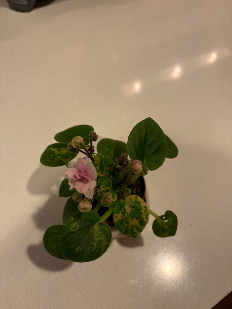 First time with African violets, is this normal?