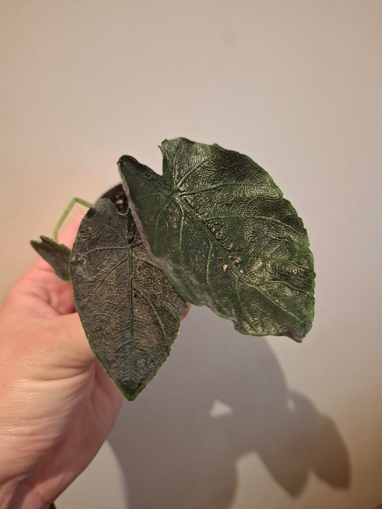 What kind of Alocasia?
