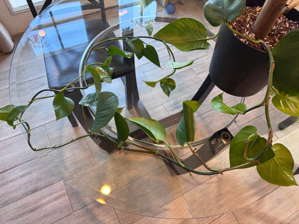 Chop & prop?