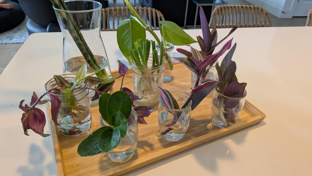 From "Plant Killer" to Water Gardener—thanks to the kindness of my neighbors! 🌿