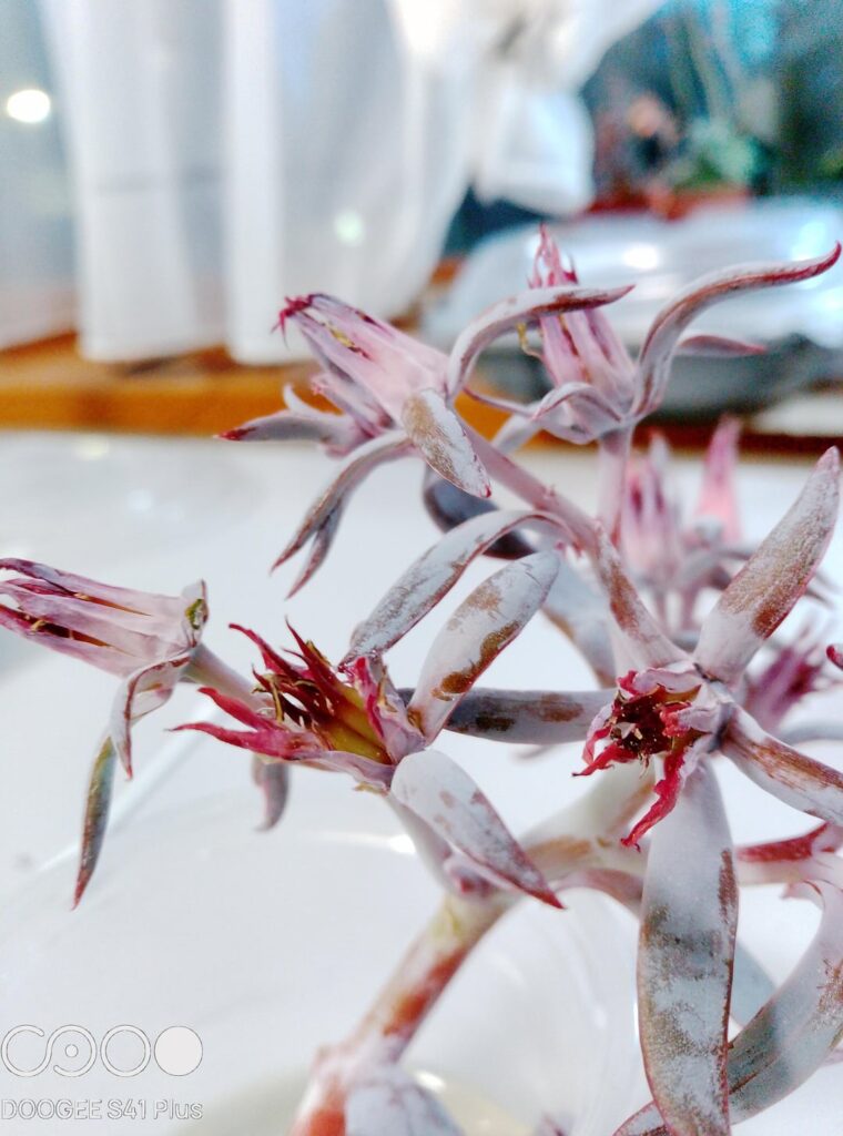 Afterglow flowers update Afterglow flowers update