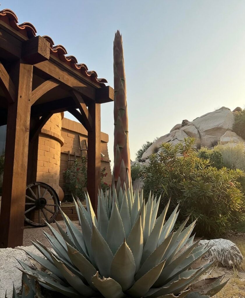 Is this the end of my 33 year old agave? This 6ft bloom appeared within a month. Does anyone know what happens next?