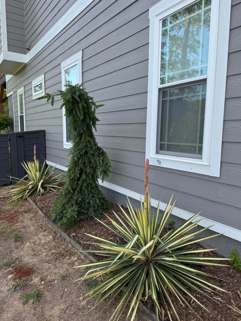 Yucca blooming for the first time!