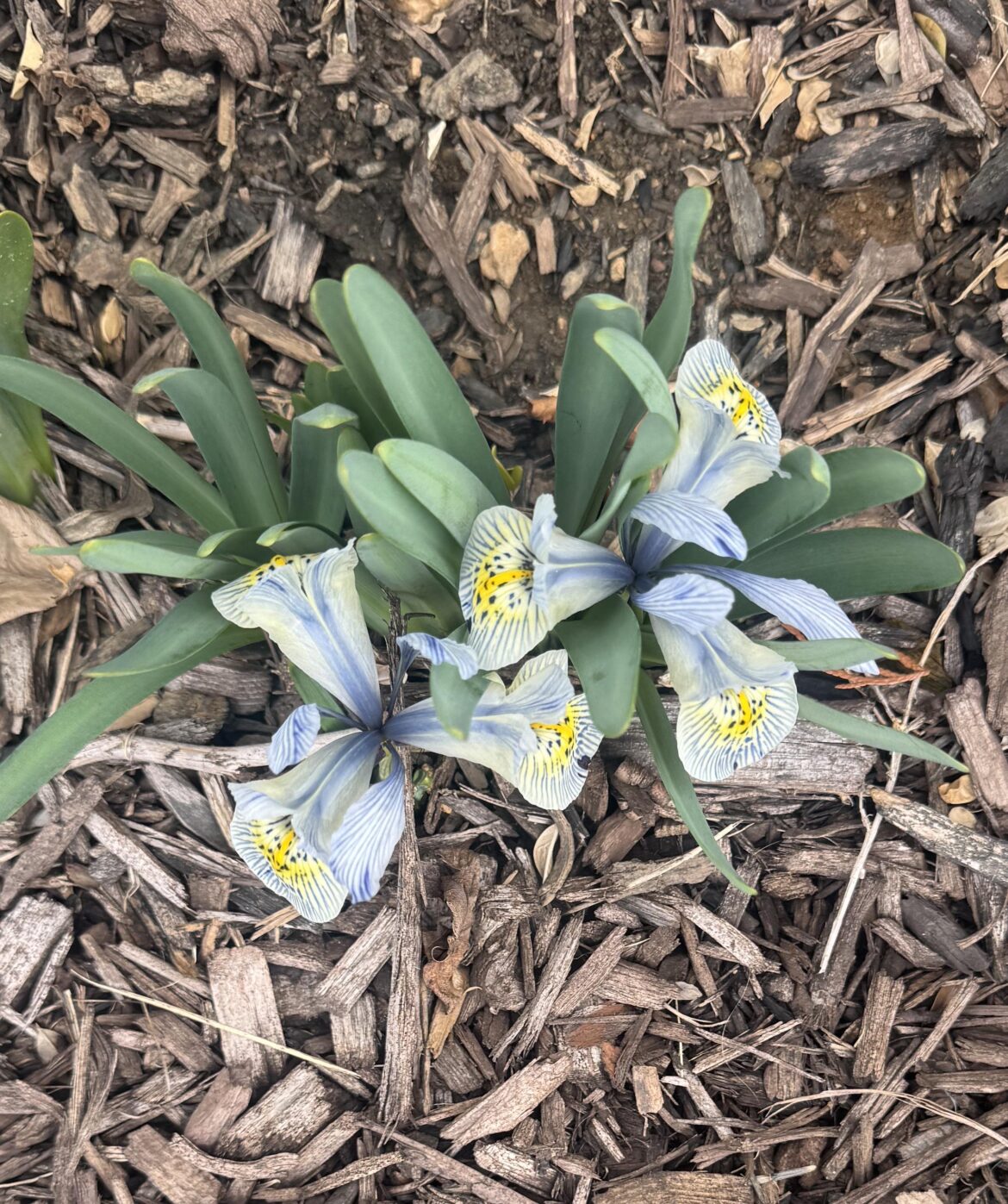 ID says Japanese Lily