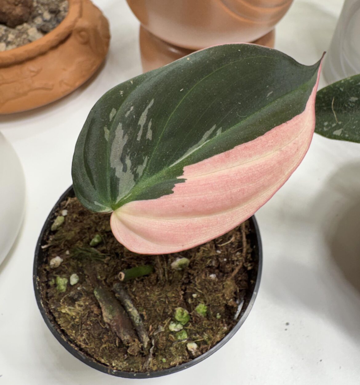 any advices for this baby?