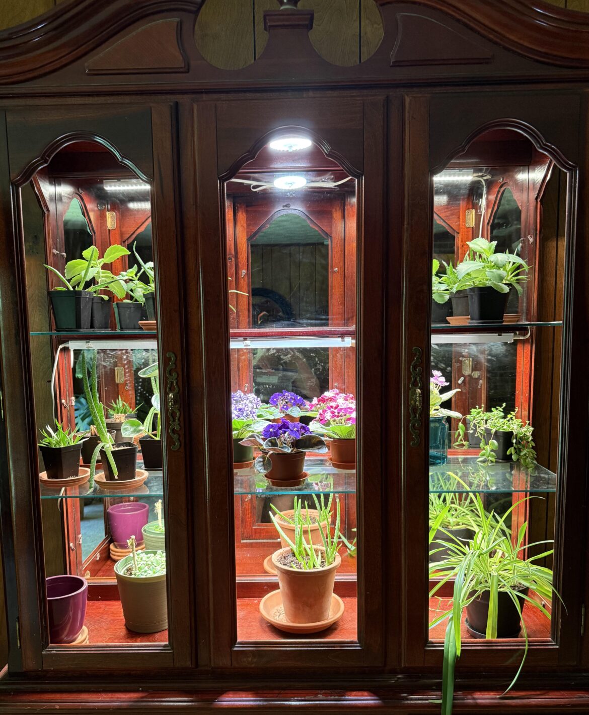 My plant cabinet