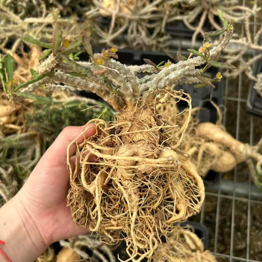 Euphorbia capsaintemariensis