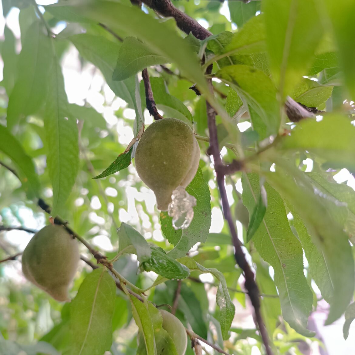 Could someone tell what's the jelly coming out of this peach and what could be used for