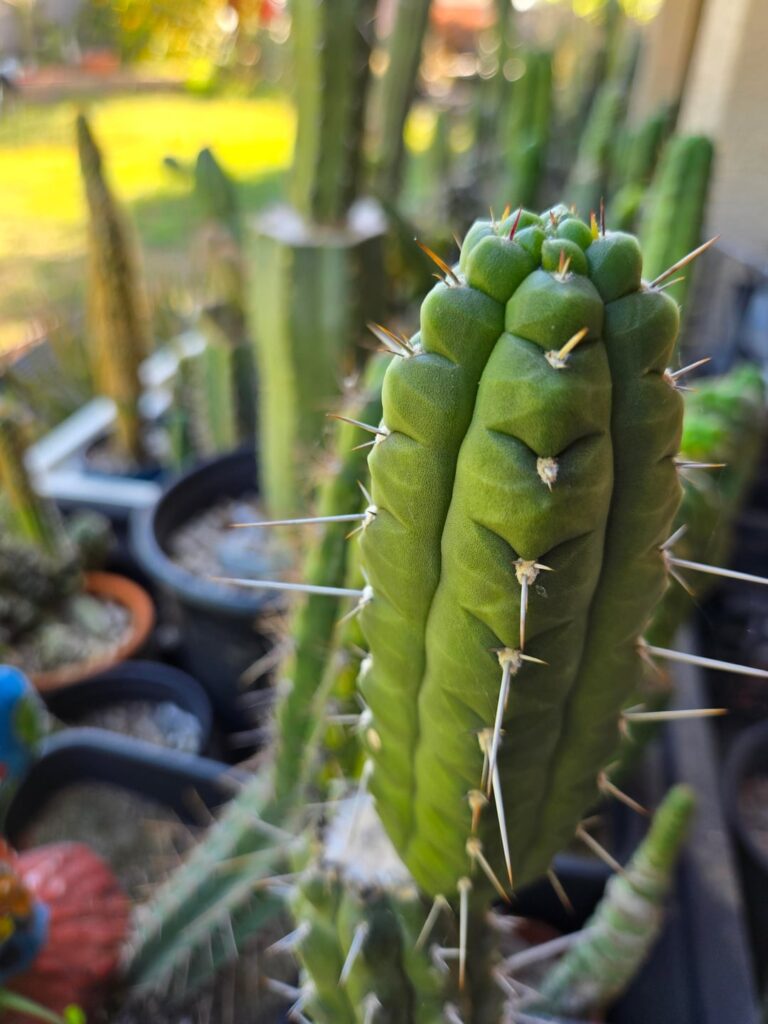Rauhocereus Riosaniensis ssp Jaenensis looking extra notchy on this new pup.