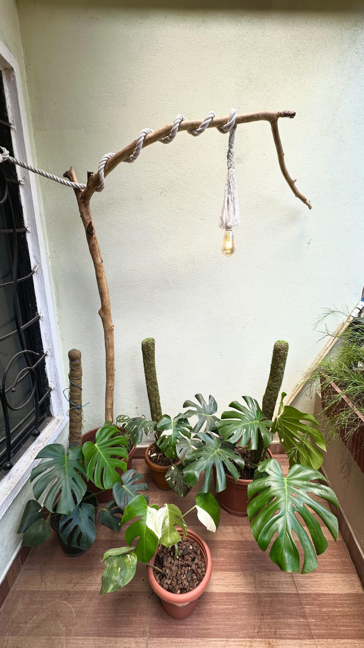 Monstera Section in my balcony