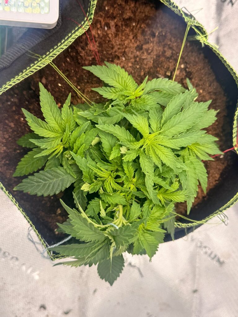 1 mes y 2 semanas de estas Mimosa Automática