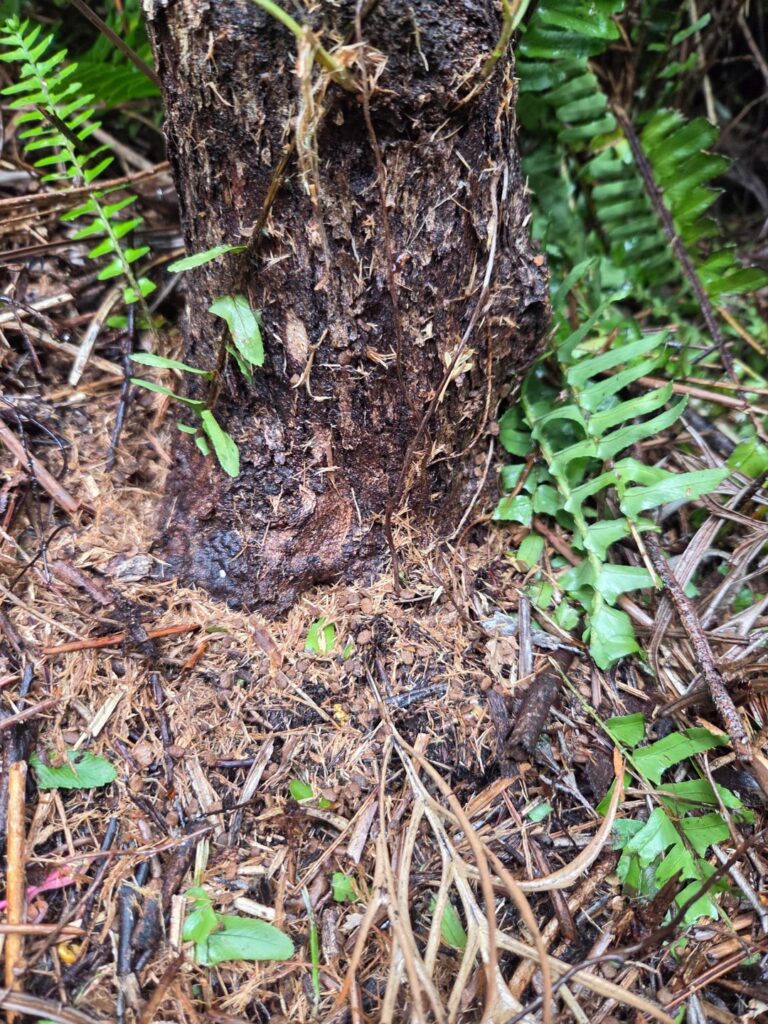 How do I save my Grevillea from a cockroach? How do I save my Grevillea from a cockroach?