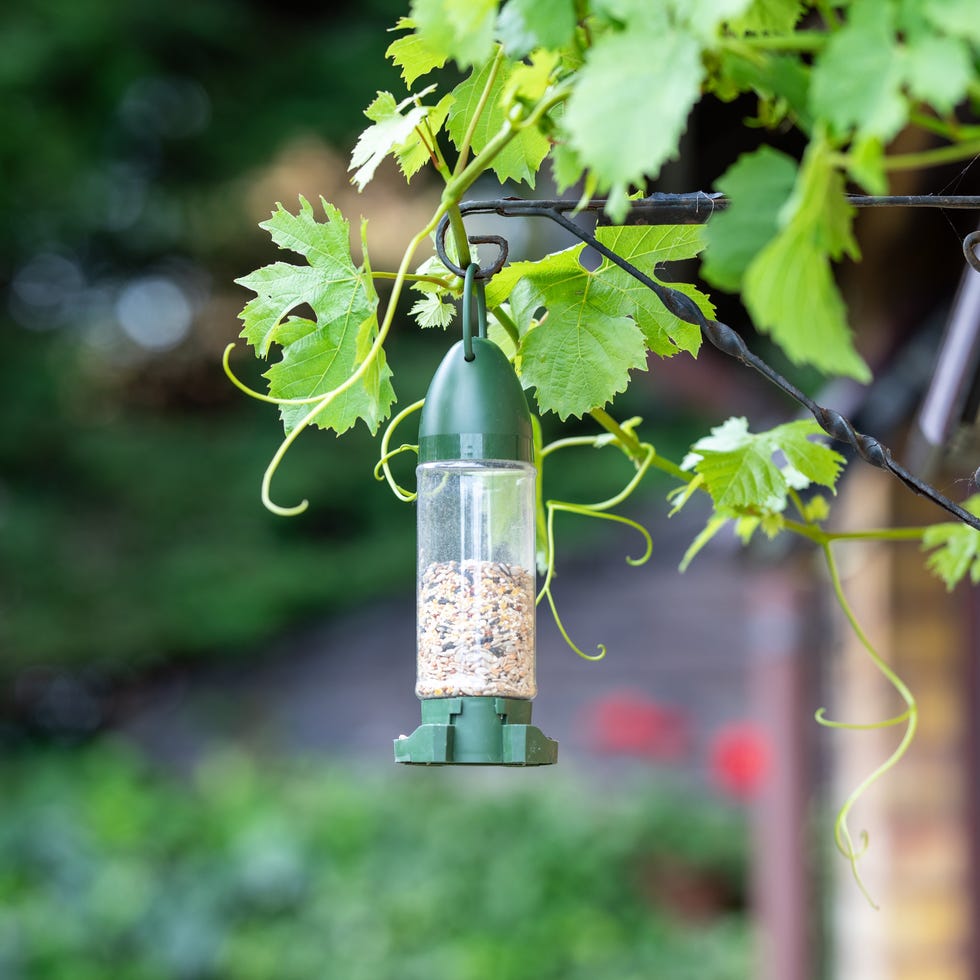 a bird feeder and vibrant grape vines outside a home in england. a bird feeder and vibrant grape vines outside a home in england.