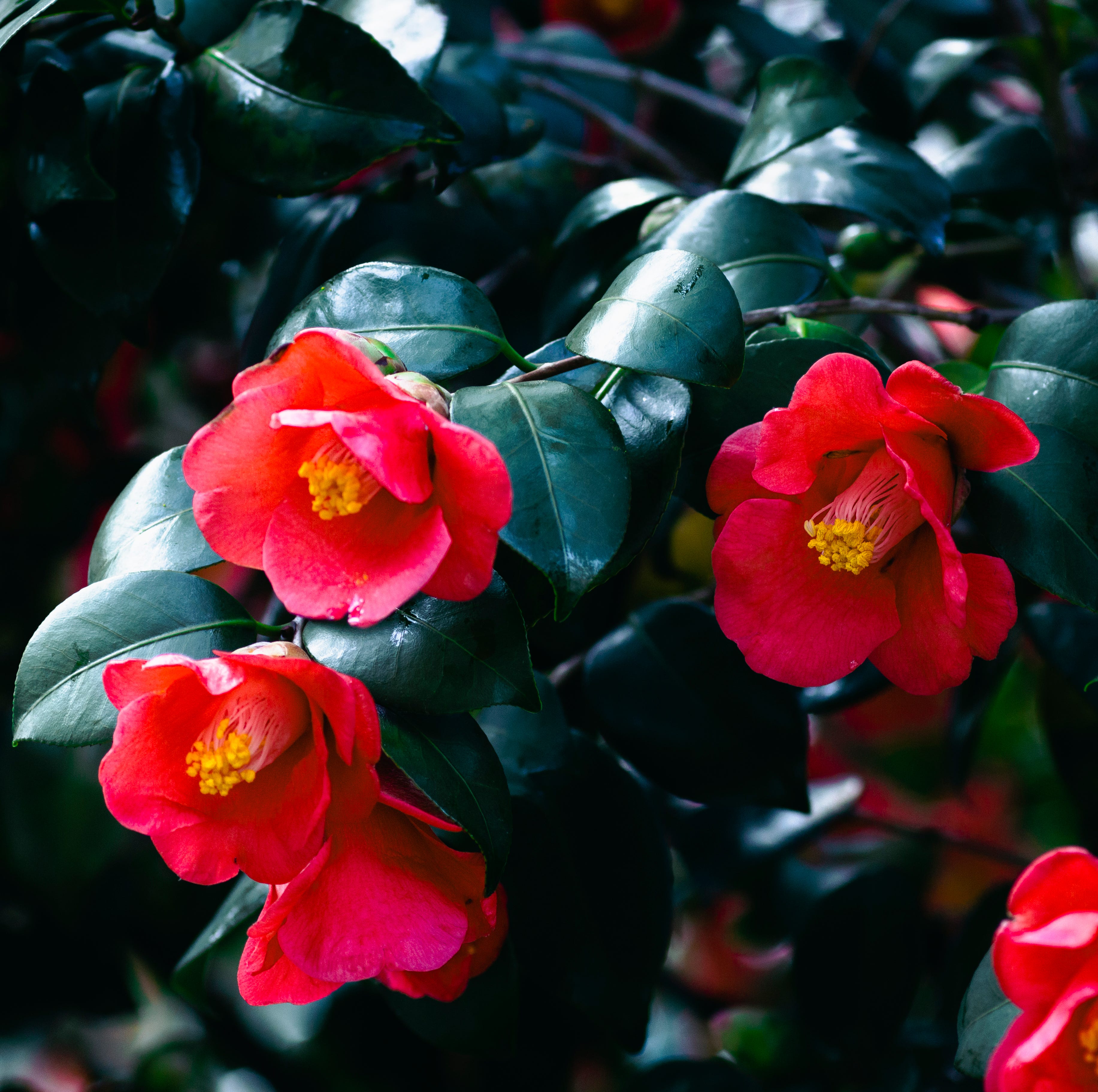 red camellia flowers