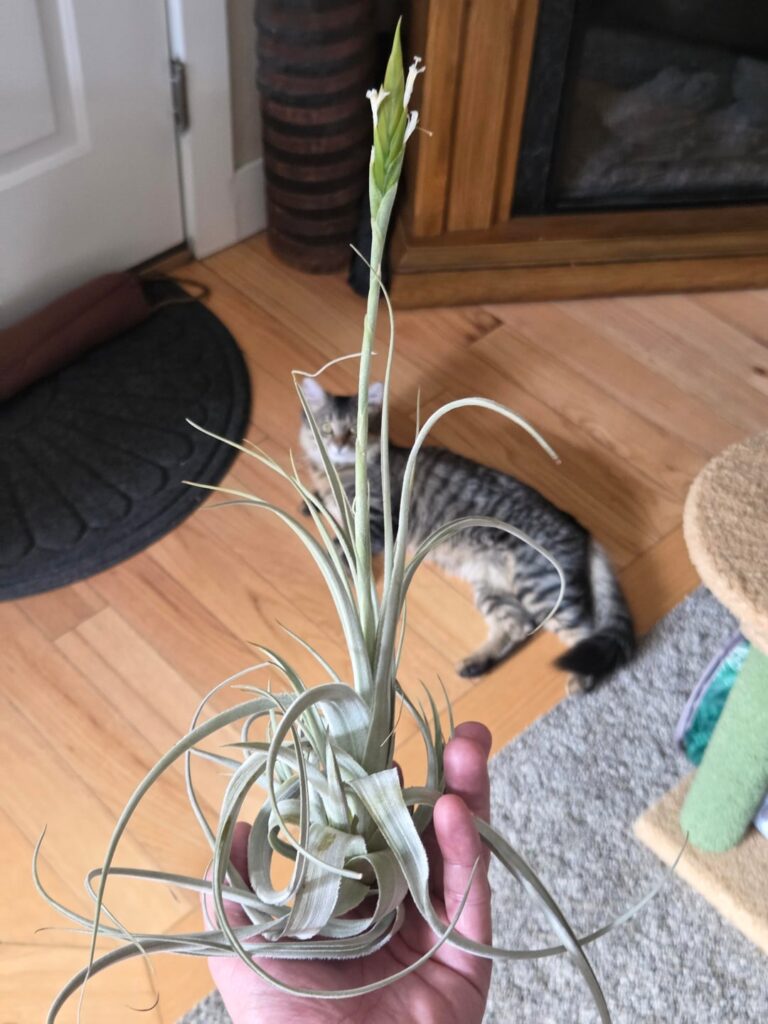 Beautiful bloom on one of my larger plants