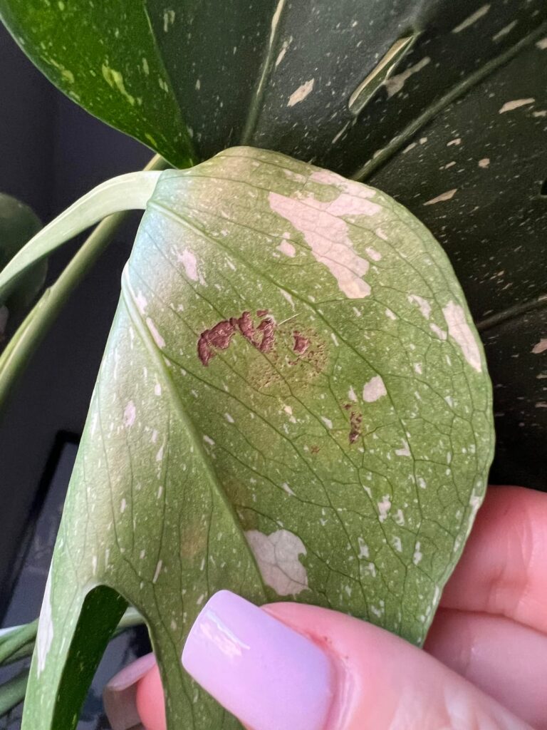 Is this mechanical damage?