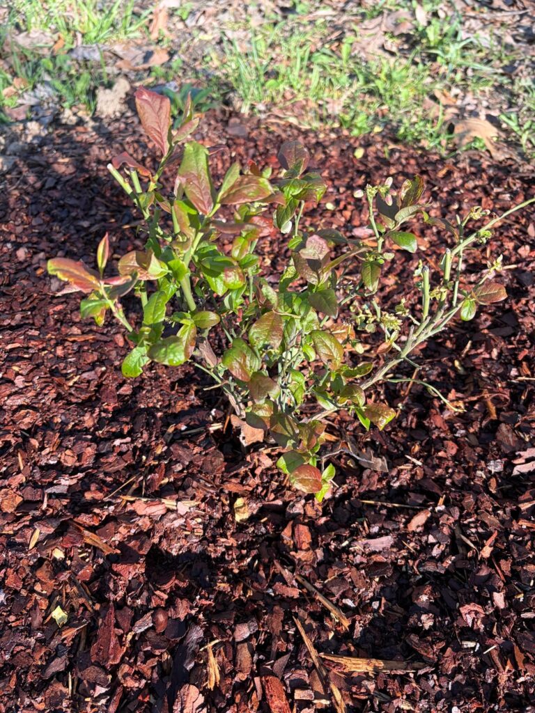 New Blueberry Plants
