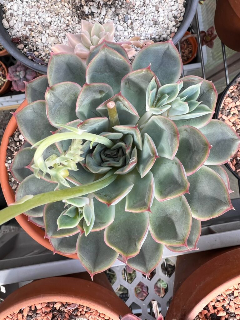 Is this an Echeveria pulidonis or a hybrid of it?