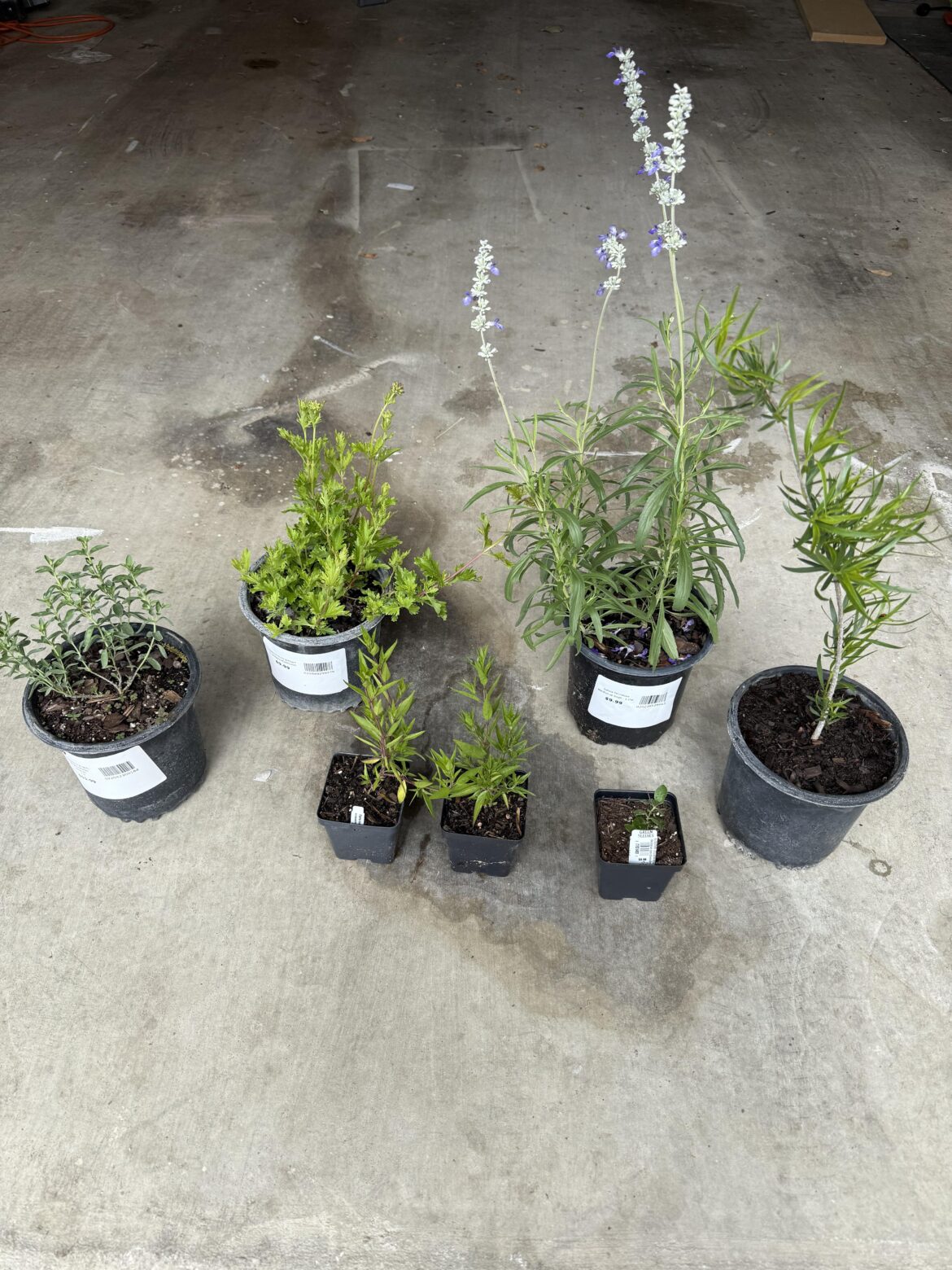 Cheap baby natives haul from Greensleeves