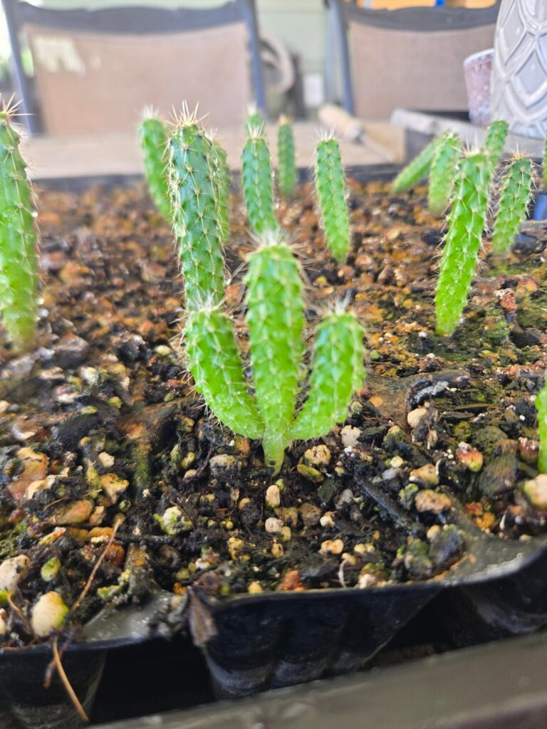 Cool little seedling