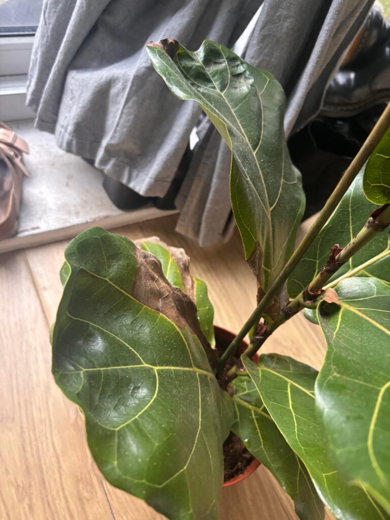 Not sure what’s wrong with my fig! Not sure what’s wrong with my fig!