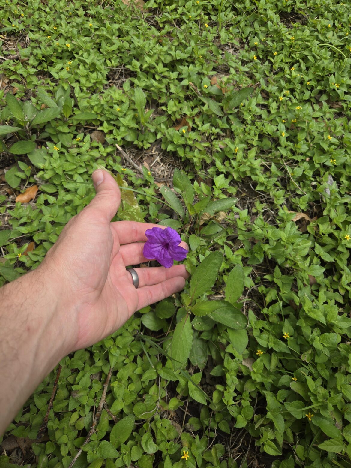 Help IDing a little purple flower