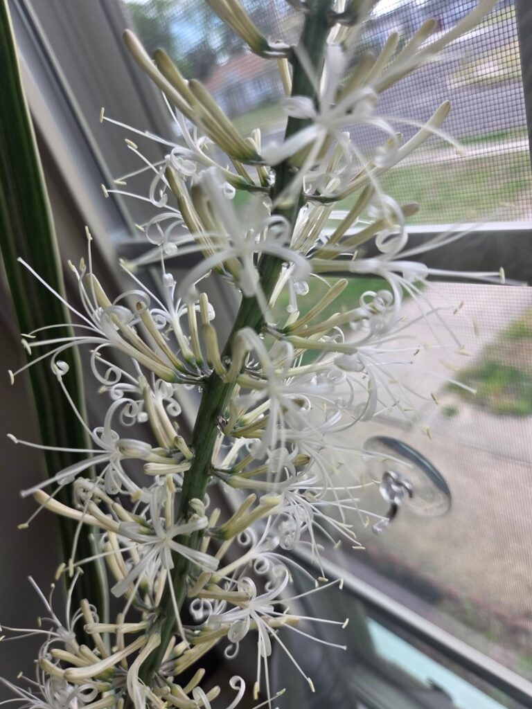 Snake plant flowering Snake plant flowering