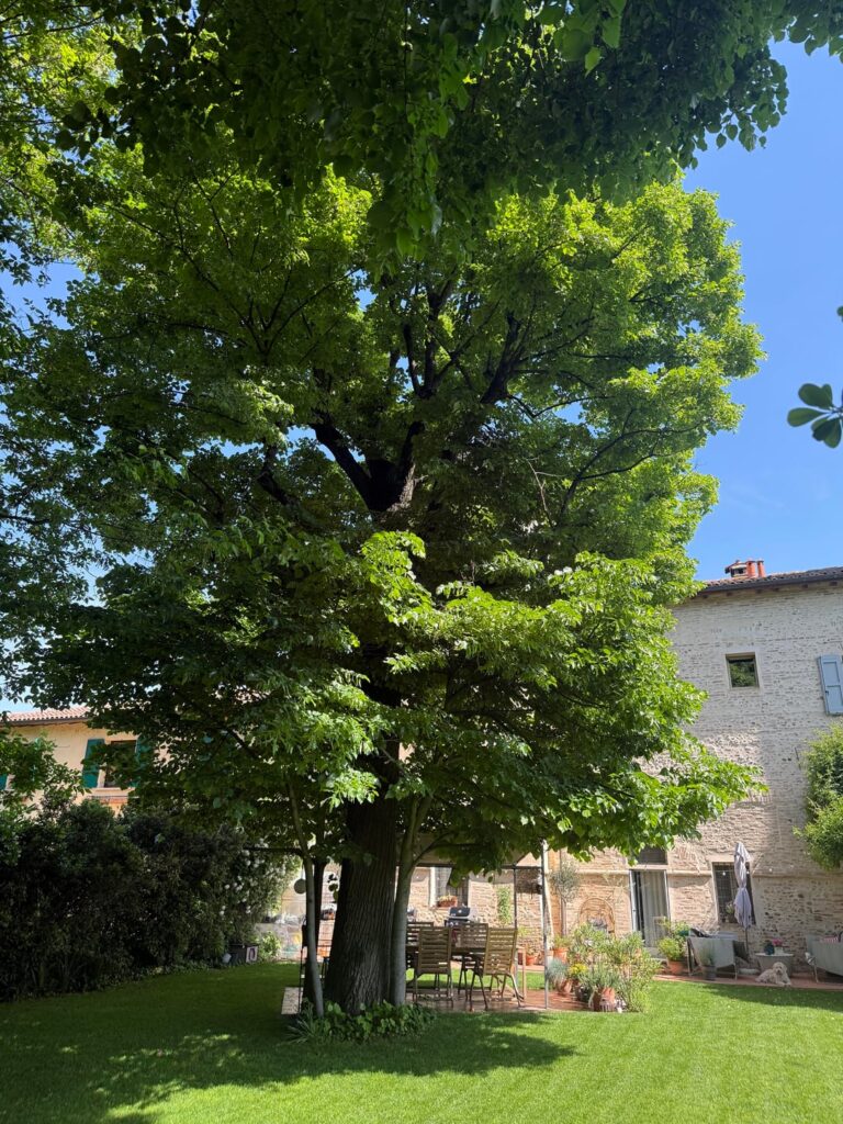Mature lime tree with 3 large basal shoots - remove, prune, or leave?