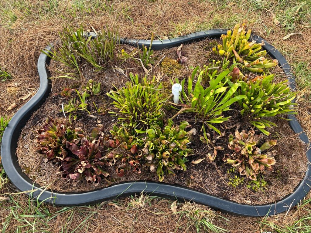 Springtime in the Savage (Bog) Garden
