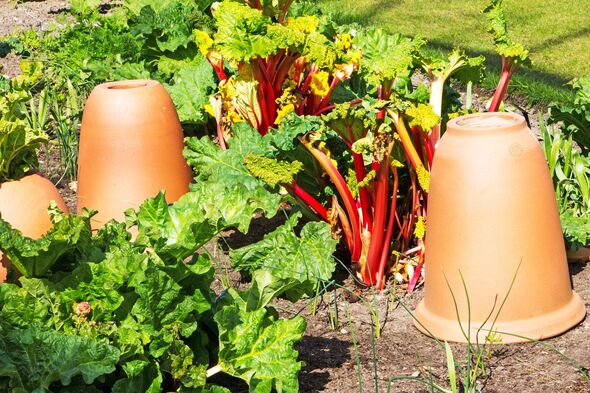 Rhubarb with forching pots