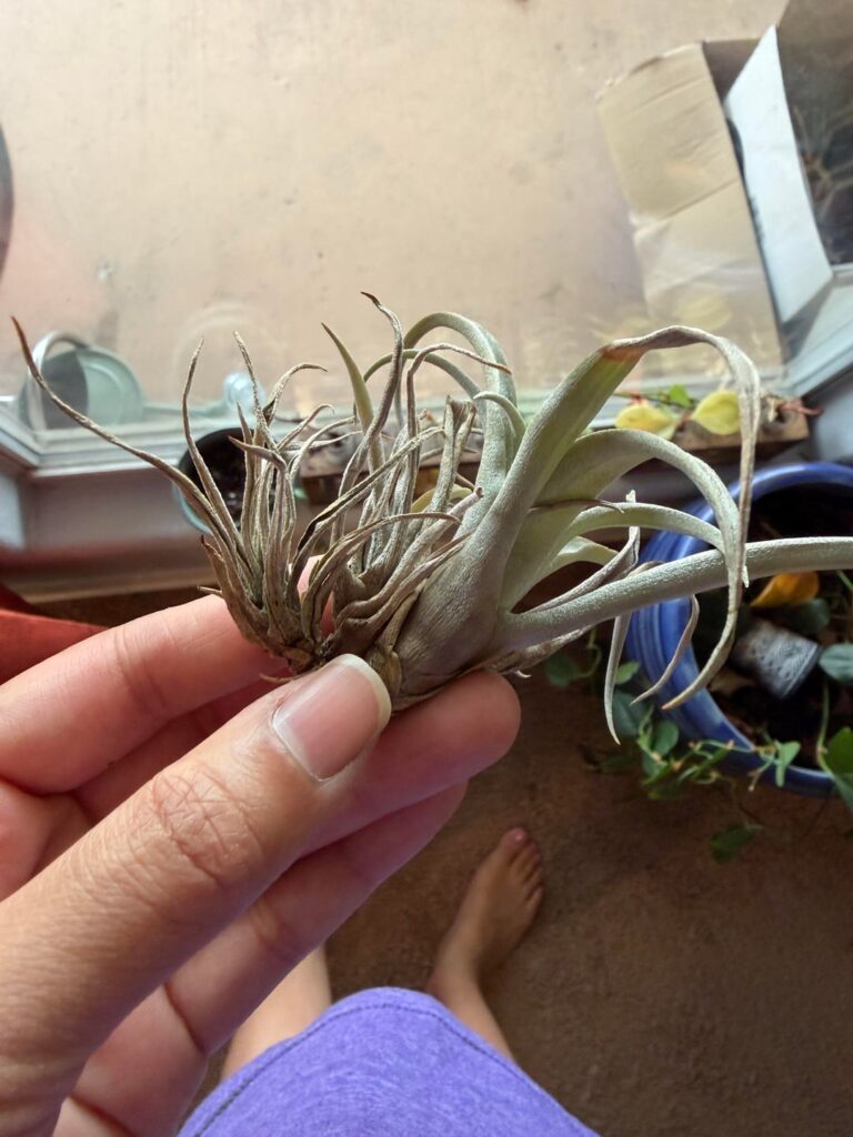 Teach me about air plants pls! Teach me about air plants pls!