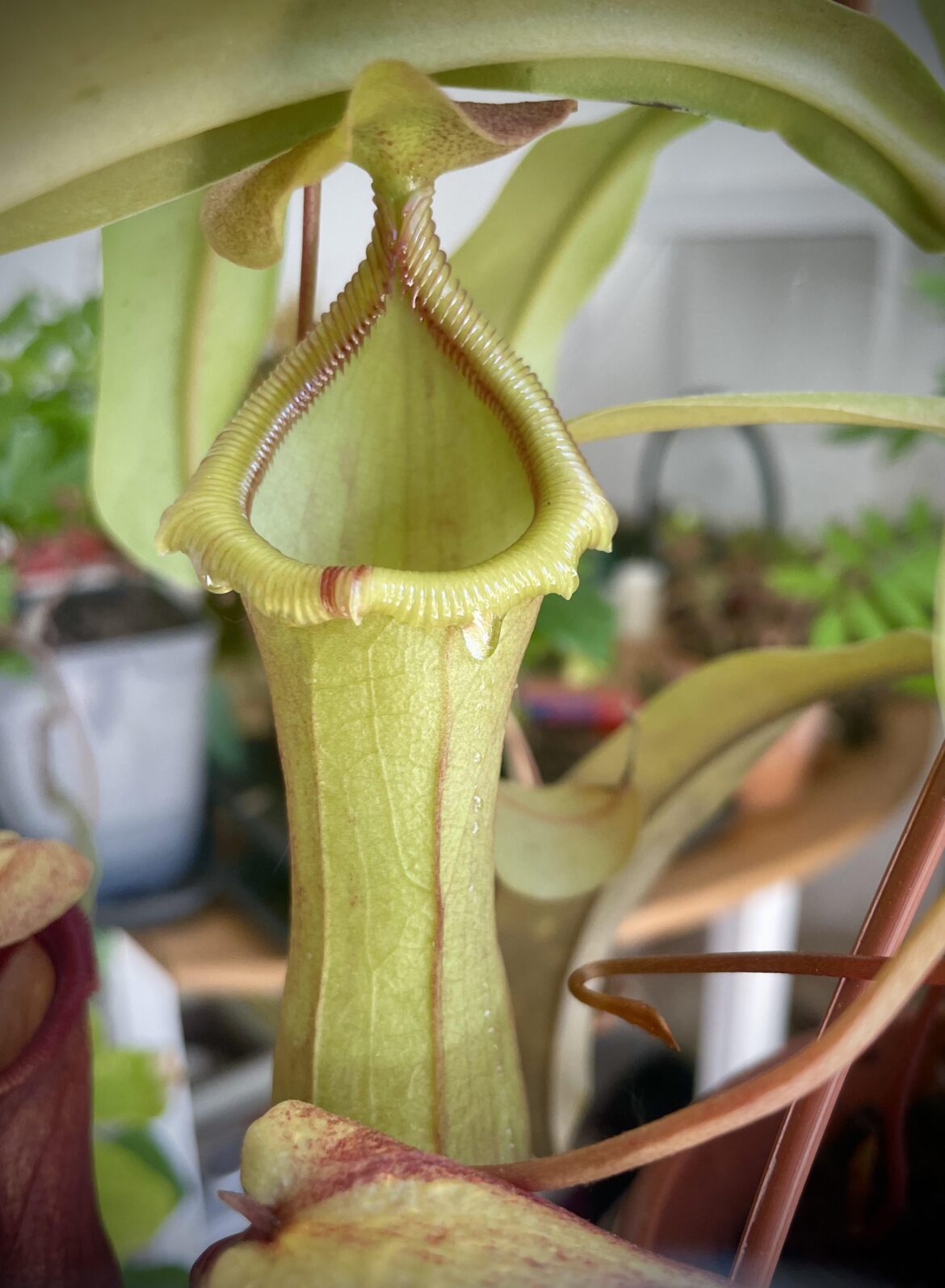 Juicy first upper pitcher 💦