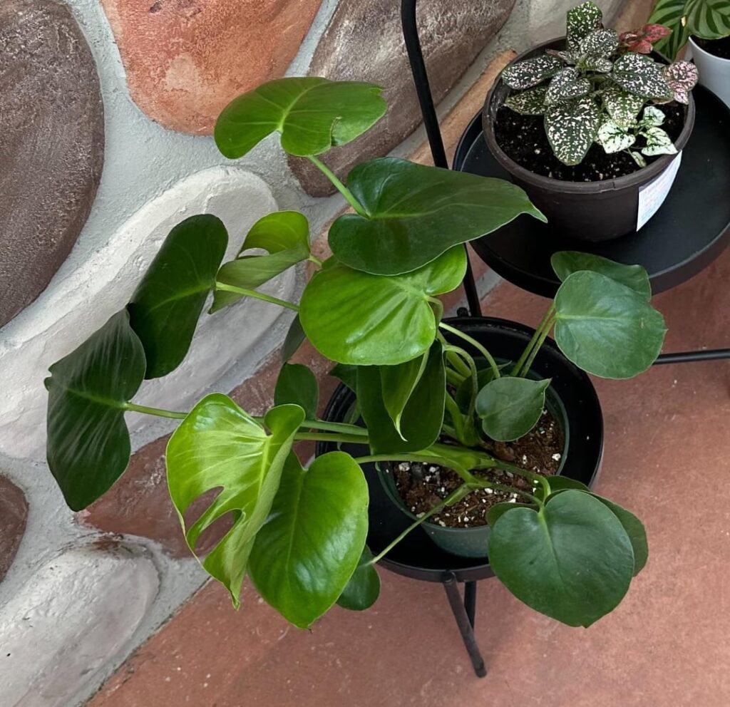 My plants right when I got them vs now!! I’m so proud of them