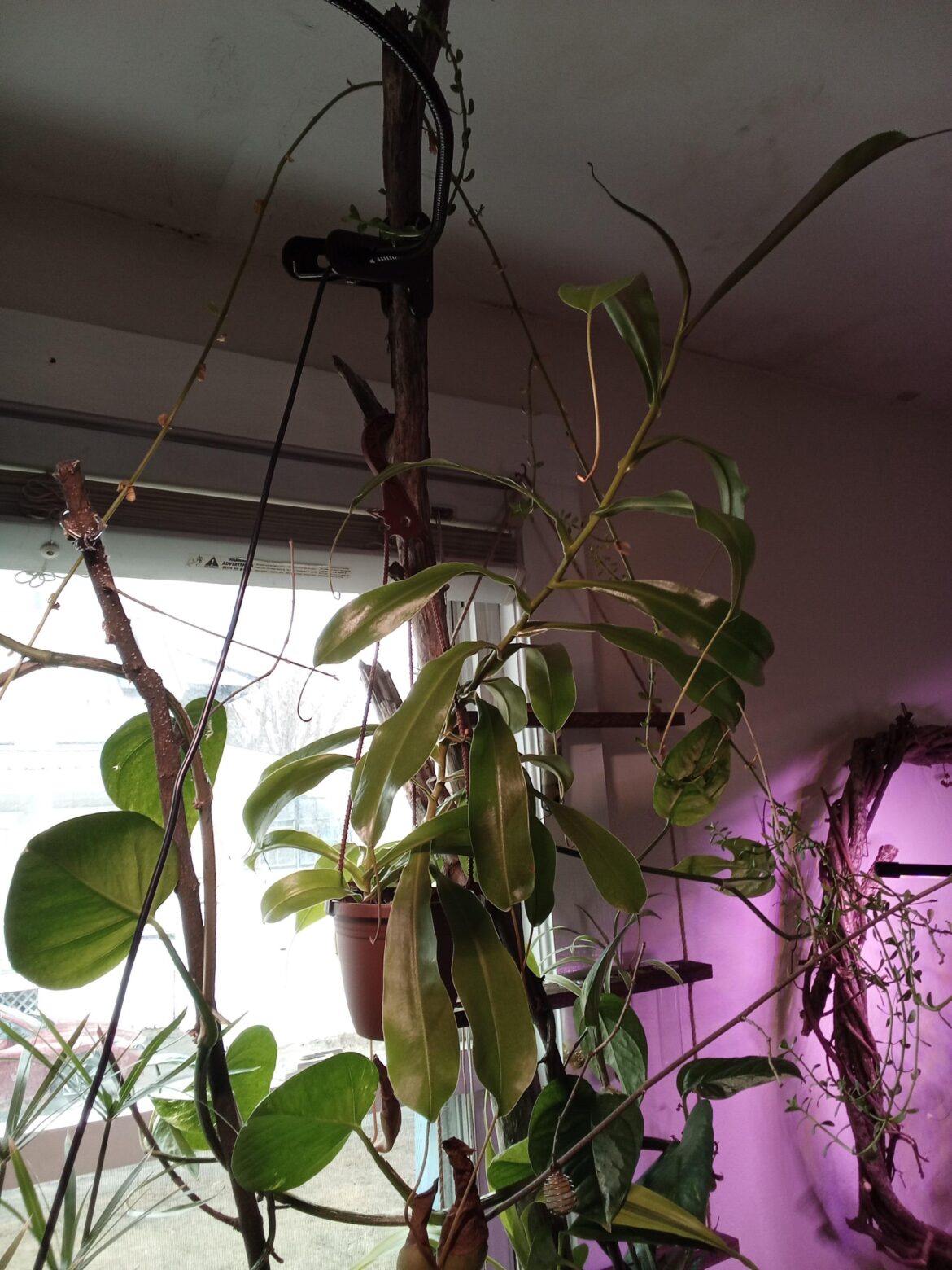 Pitcher plant stopped growing pitchers, only growing plant.