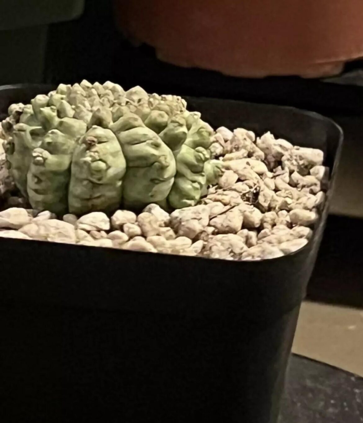 Euphorbia grafting stock?