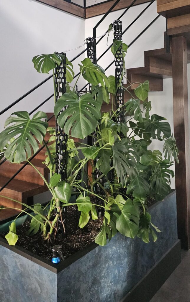 No fenestration on old monstera No fenestration on old monstera