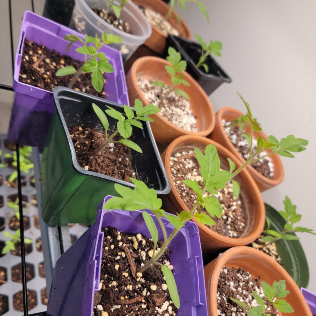Help with timing of tomato feeding/transplanting Help with timing of tomato feeding/transplanting