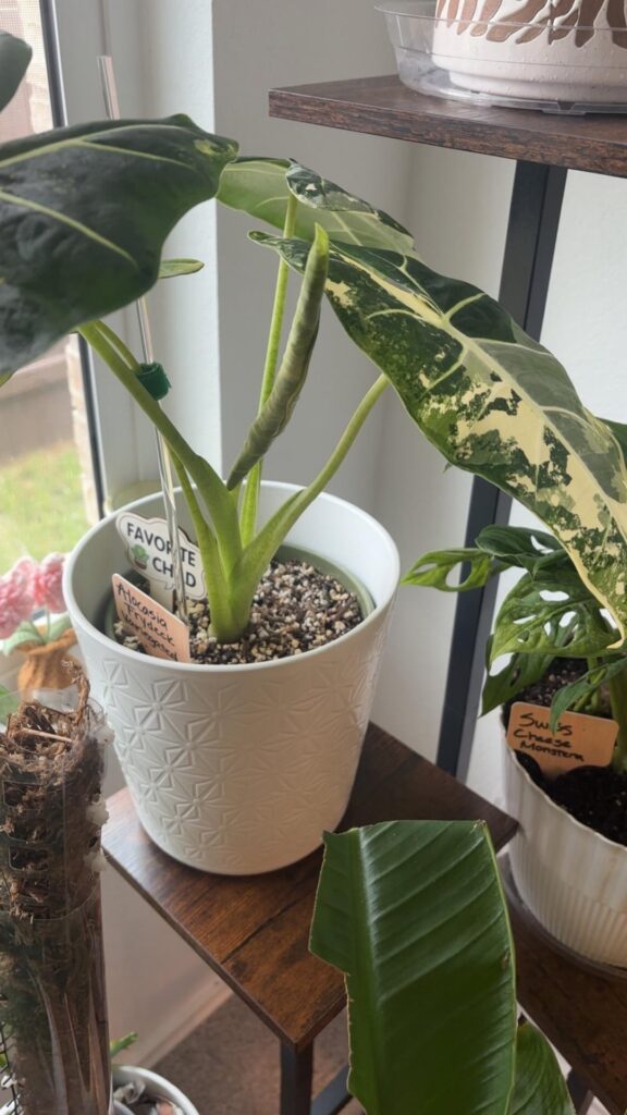 what new leaves are you excited about?