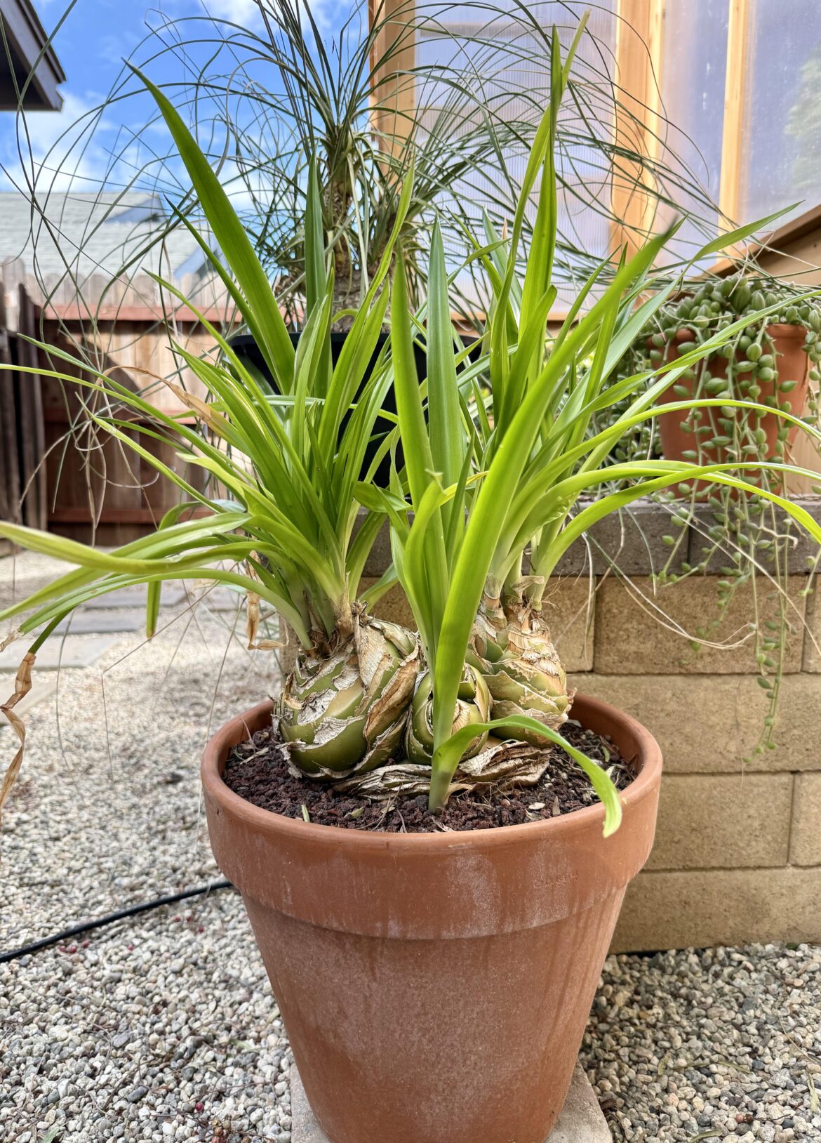 Albuca crinifolia