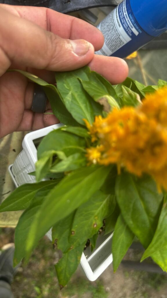 What’s going on with my celosias leafs? What can I do to help it out?