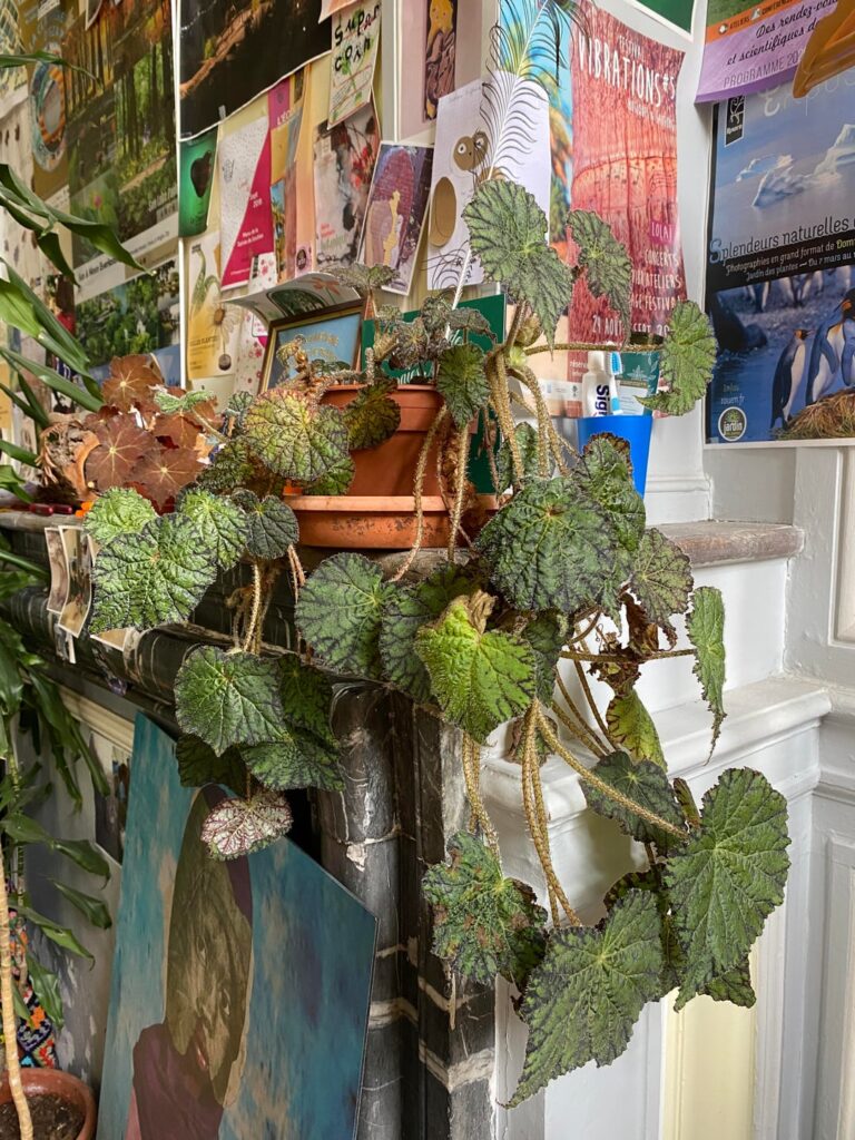 Is that a Begonia ?? What would be the best way to propagate it?