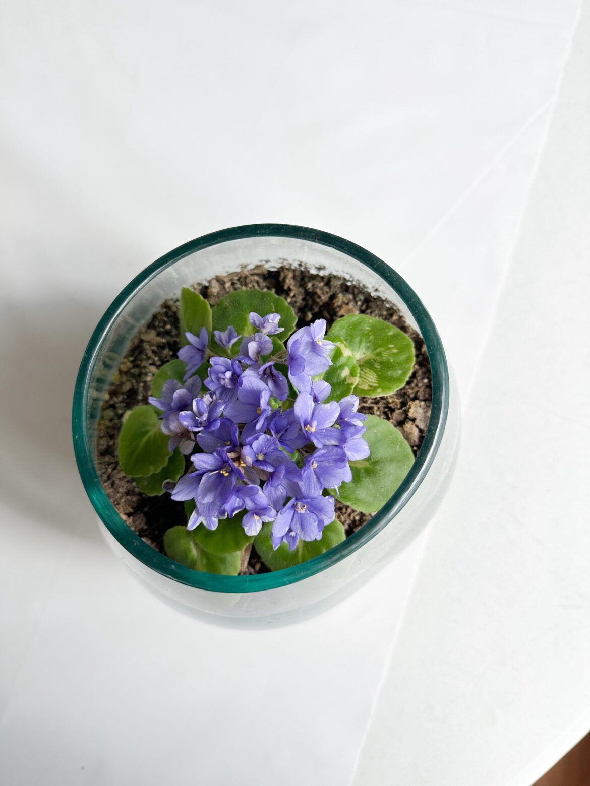 Just wanted to share my excitement! First bloom in my care!!